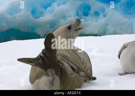 Les phoques crabiers Lobodon carcinophaga reposant sur une casserole d'eau salée de la glace de mer au large de la péninsule Antarctique de l'ouest Banque D'Images