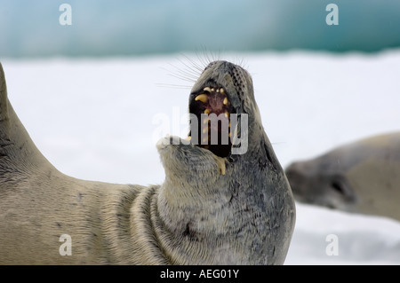 Les phoques crabiers Lobodon carcinophaga reposant sur une casserole d'eau salée de la glace de mer au large de la péninsule Antarctique de l'ouest Banque D'Images