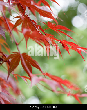 Acer palmatum atropurpureum érable japonais Banque D'Images