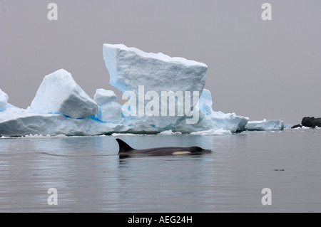 Orca Épaulard Orcinus orca dans les eaux au large de la péninsule Antarctique de l'ouest de l'océan Antarctique Banque D'Images