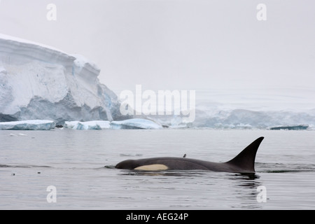 Orca Épaulard Orcinus orca dans les eaux au large de la péninsule Antarctique de l'ouest de l'océan Antarctique Banque D'Images