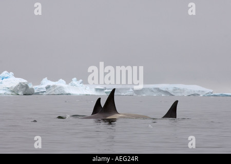 Les orques orques Orcinus orca pod voyageant dans les eaux au large de la péninsule Antarctique de l'ouest de l'océan Antarctique Banque D'Images