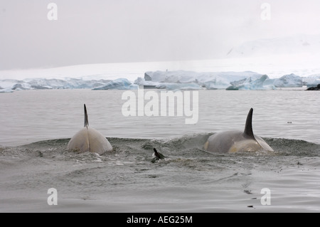 Les orques orques Orcinus orca pod voyageant dans les eaux au large de la péninsule Antarctique de l'ouest de l'océan Antarctique Banque D'Images