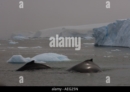 Baleine à bosse Megaptera novaeangliae pair à se nourrir dans les eaux au large de la péninsule Antarctique l'Antarctique de l'ouest Banque D'Images