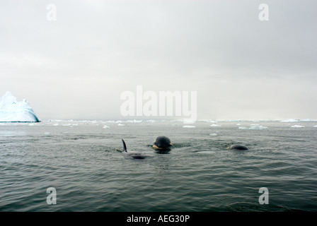 Les phoques crabiers Lobodon carcinophaga se nourrissant d'une école de krill dans les eaux au large de la péninsule Antarctique l'Antarctique de l'ouest Banque D'Images