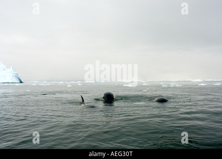 Les phoques crabiers Lobodon carcinophaga se nourrissant d'une école de krill dans les eaux au large de la péninsule Antarctique l'Antarctique de l'ouest Banque D'Images