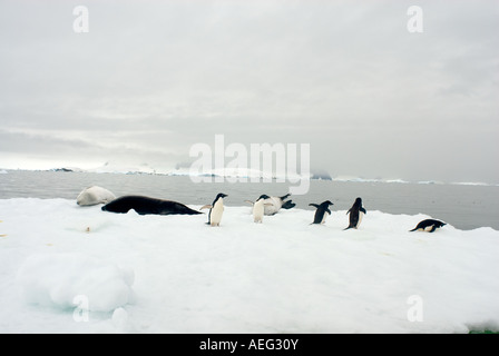 Les manchots Adélie Pygoscelis adeliae Lobodon carcinophaga et leopard seal sur la glace de mer le long de l'Antarctique de l'ouest Banque D'Images