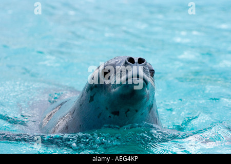 Sceau Lobodon carcinophaga crabiers dans les eaux au large de la péninsule Antarctique de l'ouest de l'océan Antarctique Banque D'Images