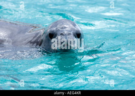 Sceau Lobodon carcinophaga crabiers dans les eaux au large de la péninsule Antarctique de l'ouest de l'océan Antarctique Banque D'Images