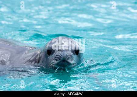 Sceau Lobodon carcinophaga crabiers dans les eaux au large de la péninsule Antarctique de l'ouest de l'océan Antarctique Banque D'Images