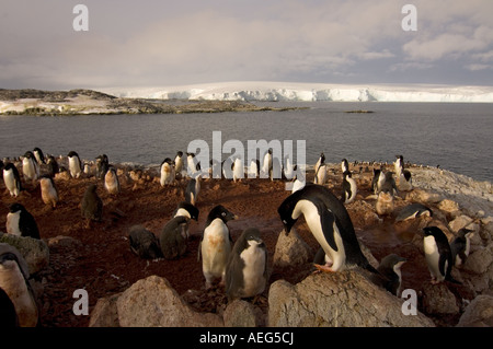 Adelie penguin Pygoscelis adeliae colonie sur la péninsule Antarctique de l'ouest de l'océan Antarctique Banque D'Images