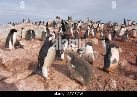 Adelie penguin Pygoscelis adeliae alimente son parent l'ouest Péninsule Antarctique Antarctique chiches océan du Sud Banque D'Images