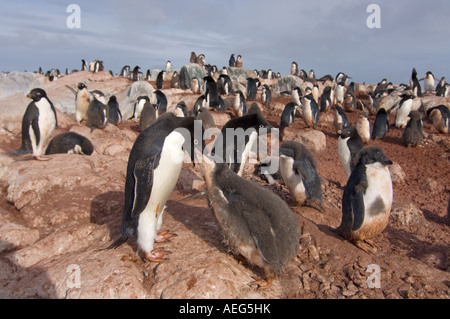 Adelie penguin Pygoscelis adeliae alimente son parent l'ouest Péninsule Antarctique Antarctique chiches océan du Sud Banque D'Images