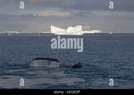 Baleine à bosse Megaptera novaeangliae pair à se nourrir dans les eaux au large de la péninsule Antarctique l'Antarctique de l'ouest Banque D'Images