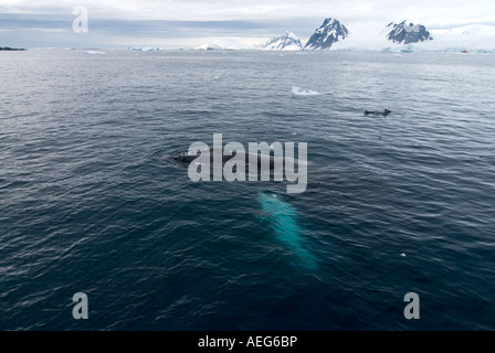 Baleine à bosse Megaptera novaeangliae dans les eaux au large de la péninsule Antarctique de l'ouest de l'océan Antarctique Banque D'Images