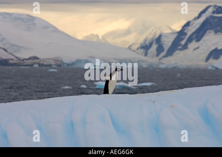 Adelie penguin Pygoscelis adeliae sur la glace le long de la péninsule Antarctique de l'ouest de l'océan Antarctique Banque D'Images