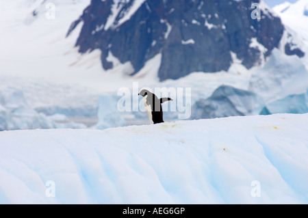 Adelie penguin Pygoscelis adeliae sur la glace le long de la péninsule Antarctique de l'ouest de l'océan Antarctique Banque D'Images