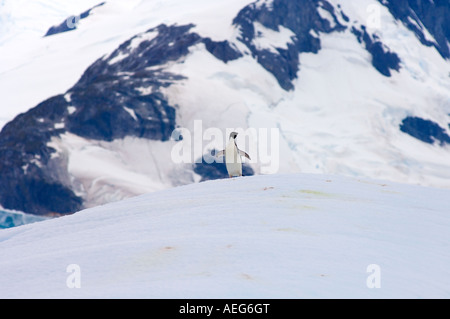 Adelie penguin Pygoscelis adeliae sur la glace le long de la péninsule Antarctique de l'ouest de l'océan Antarctique Banque D'Images