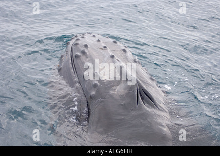 Baleine à bosse Megaptera novaeangliae batifoler dans les eaux au large de la péninsule Antarctique de l'ouest de l'océan Antarctique Banque D'Images