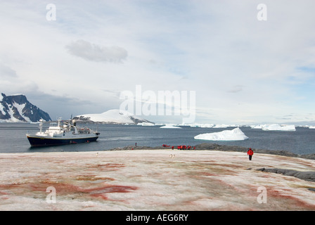 Les touristes extraire une Gentoo pingouin Pygoscelis papua colonie sur l'île Booth western Port Charcot péninsule Antarctique Antarctique Banque D'Images