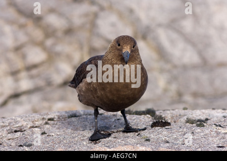 Brown skua Catharacta skua Antarctique Antarctique ou le long de la péninsule Antarctique de l'ouest de l'océan du Sud Banque D'Images