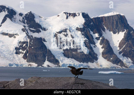 Brown skua Catharacta skua Antarctique Antarctique ou le long de la péninsule Antarctique de l'ouest de l'océan du Sud Banque D'Images