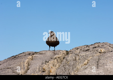 Brown skua Catharacta skua Antarctique Antarctique ou le long de la péninsule Antarctique de l'ouest de l'océan du Sud Banque D'Images