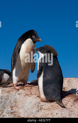 Les manchots Adélie Pygoscelis adeliae chick amène son parent pour l'alimentation sur la péninsule Antarctique de l'ouest de l'océan Antarctique Banque D'Images