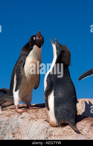 Les manchots Adélie Pygoscelis adeliae chick amène son parent pour l'alimentation sur la péninsule Antarctique de l'ouest de l'océan Antarctique Banque D'Images