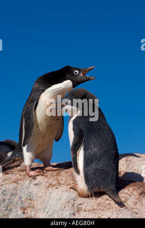 Les manchots Adélie Pygoscelis adeliae chick amène son parent pour l'alimentation sur la péninsule Antarctique de l'ouest de l'océan Antarctique Banque D'Images