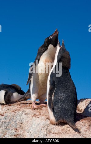 Les manchots Adélie Pygoscelis adeliae chick amène son parent pour l'alimentation sur la péninsule Antarctique de l'ouest de l'océan Antarctique Banque D'Images