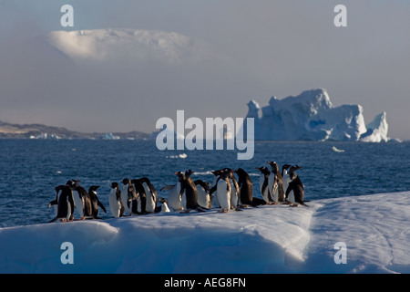 Manchots adélies Pygoscelis adeliae sur la glace le long de la péninsule Antarctique de l'ouest de l'océan Antarctique Banque D'Images