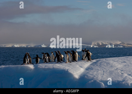 Manchots adélies Pygoscelis adeliae sur la glace le long de la péninsule Antarctique de l'ouest de l'océan Antarctique Banque D'Images