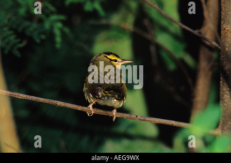 Ver-eating Warbler Vermivora Helmitheros adult High Island Texas USA Avril 2001 Banque D'Images