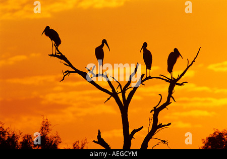 Wood Stork Mycteria americana adultes à Sunrise Lake Corpus Christi Texas USA Juin 2003 Banque D'Images