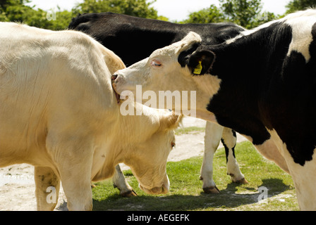 Une vache de lécher l'autre. Banque D'Images