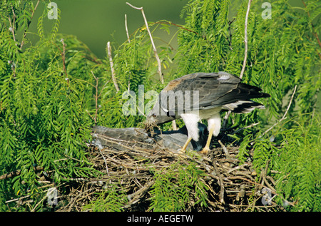 White-tailed Hawk Buteo albicaudatus réunissant adultes à nicher dans nestmaterial Mesquite tree Sinton Texas USA Banque D'Images