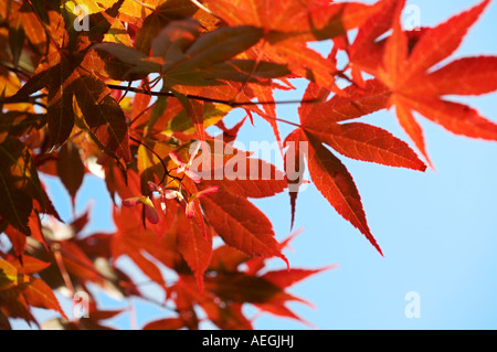 Acer palmatum atropurpureum érable japonais Banque D'Images