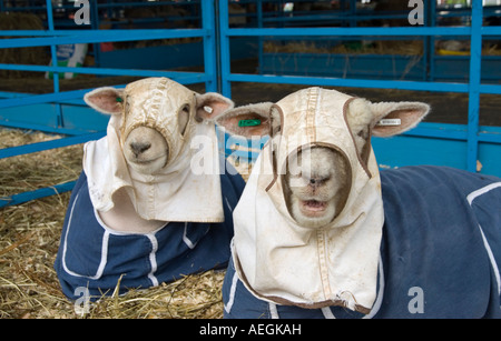 Moutons tondus dans les revêtements de couverture au Dutchess County Fair à Rhinebeck NY, Août 2007 Banque D'Images