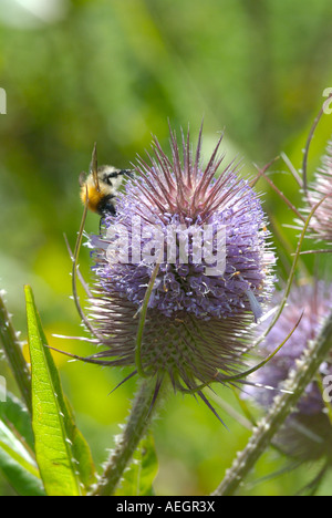 Cardère Dipsacus fullonum une plante qui pousse jusqu'à cinq pieds de haut avec les têtes de graine et rosy fleurs violettes Banque D'Images