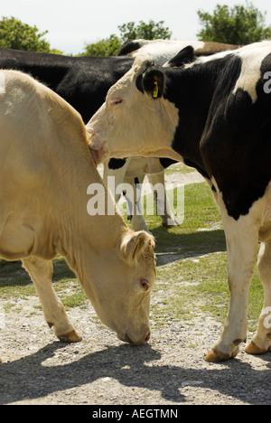 Une vache de lécher l'autre. Banque D'Images