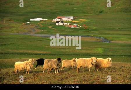 L'Islande Varmahlid Varmahlith les moutons sur les herbages permanents Banque D'Images