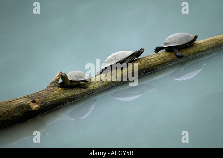 Les petites tortues sur une branche dans un étang au soleil Banque D'Images