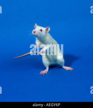 White rat de laboratoire d'expérimentation animale Sprague Dawley études de toxicologie Banque D'Images