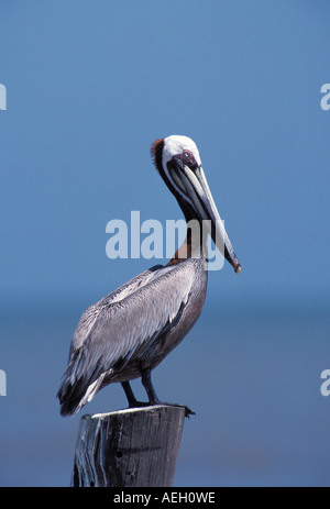 Pélican brun Banque D'Images