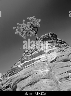 Arbre de pin ponderosa dans une formation de roche coloré avec lune Zion National Park Utah Banque D'Images