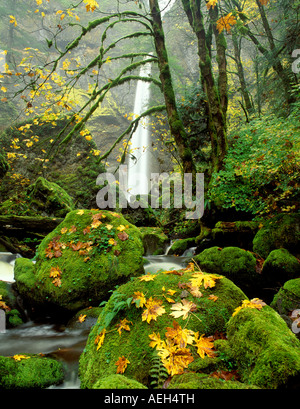 M00045L Elowah Falls tiff et feuilles d'érable dans la couleur de l'automne Columbia River Gorge National Scenic Area Banque D'Images