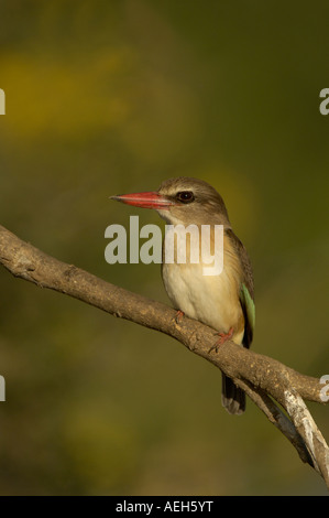 Brown hooded Kingfisher Halcyon albiventris Zambèze inférieur National Park en Zambie Banque D'Images