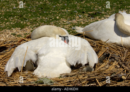 Cygne tuberculé Cygnus olor Abbotsbury UK sat adultes sur son nid avec des ailes répartis sur egss et les poussins Banque D'Images