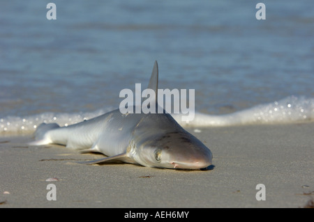 Requins morts rejetés sur la plage Florida USA Banque D'Images